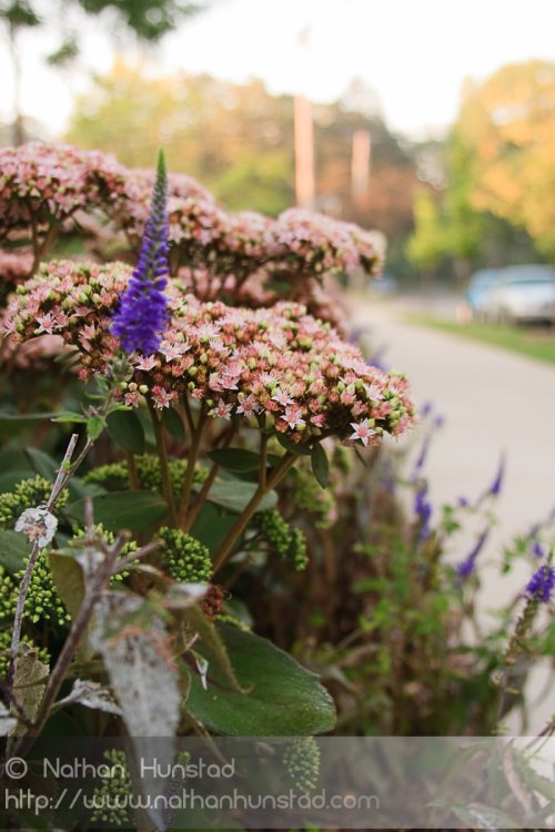 Flowers line a sidewalk in Southeast Minneapolis.